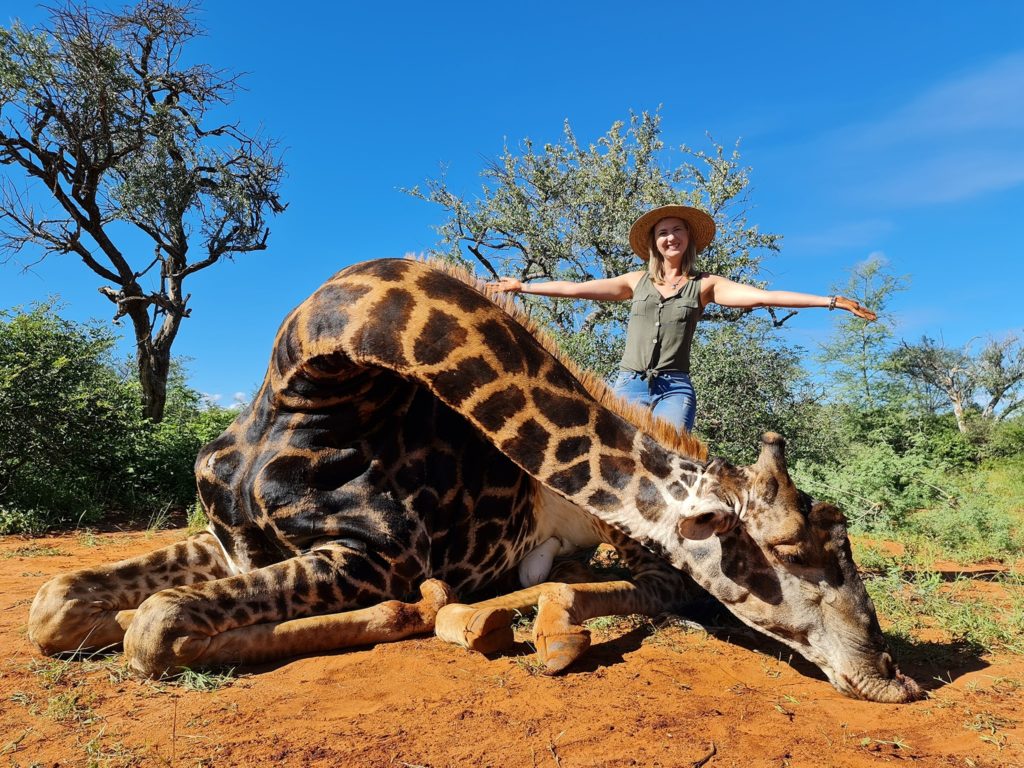South African trophy hunter proudly poses with giraffe heart