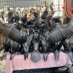 Abandoned Cape Cormorant chicks are "growing beautifully", says SANCCOB