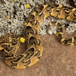 Here are the Cape's most venomous snakes, and what to do when you see one