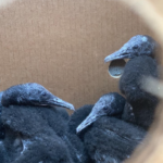 SANCCOB needs your help to care for abandoned cormorant chicks