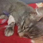 Kitten rushed to clinic after ingesting poison