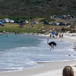 Ostrich enjoys cool waters of Cape Point beach