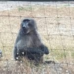 Dogwalkers in Tokai urged to be careful of Buddy the baboon