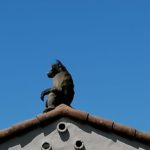 Buddy the baboon captured and released in Tokai