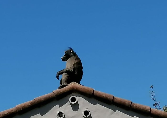 Buddy the baboon captured and released in Tokai