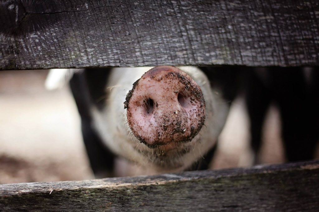 Ban on pig sales in Mfuleni after an outbreak of African Swine Fever