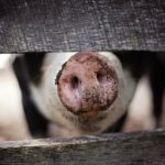 Ban on pig sales in Mfuleni after an outbreak of African Swine Fever