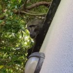 Roaming baboon returned to natal Tokai troop