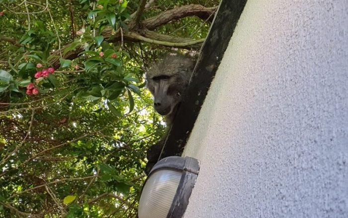 Roaming baboon returned to natal Tokai troop