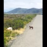 Caracal kitten spotted crossing the road at Cape Point