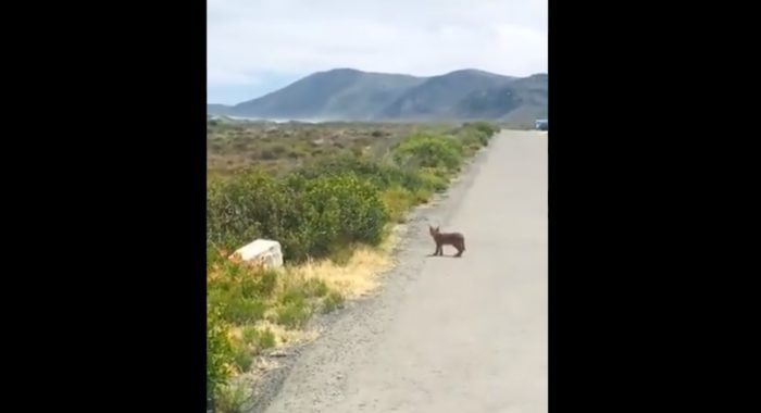 Caracal kitten spotted crossing the road at Cape Point