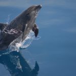 Dolphins and humans share similar personality traits, study finds