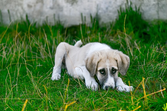 Parvovirus cases increase in Cape Town