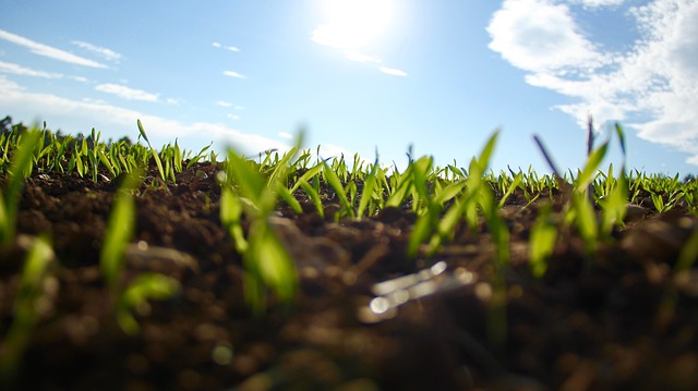 City invites suitable Non Profit Organisations for applications to support food garden projects