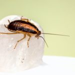 Name a cockroach after your ex this Valentine's Day