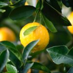 South Africa recorded record-breaking fresh citrus exports in 2020