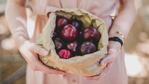 Pick and choose at Boschendal's Plum HarvestingPick and choose at Boschendal's Plum Harvesting