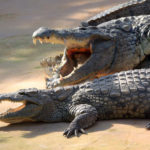 Crocodiles