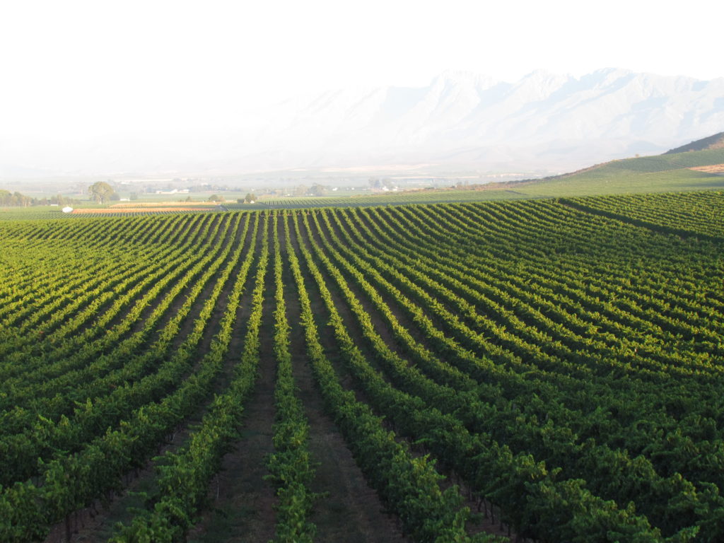 South Africa’s great fresh unwooded Chardonnay