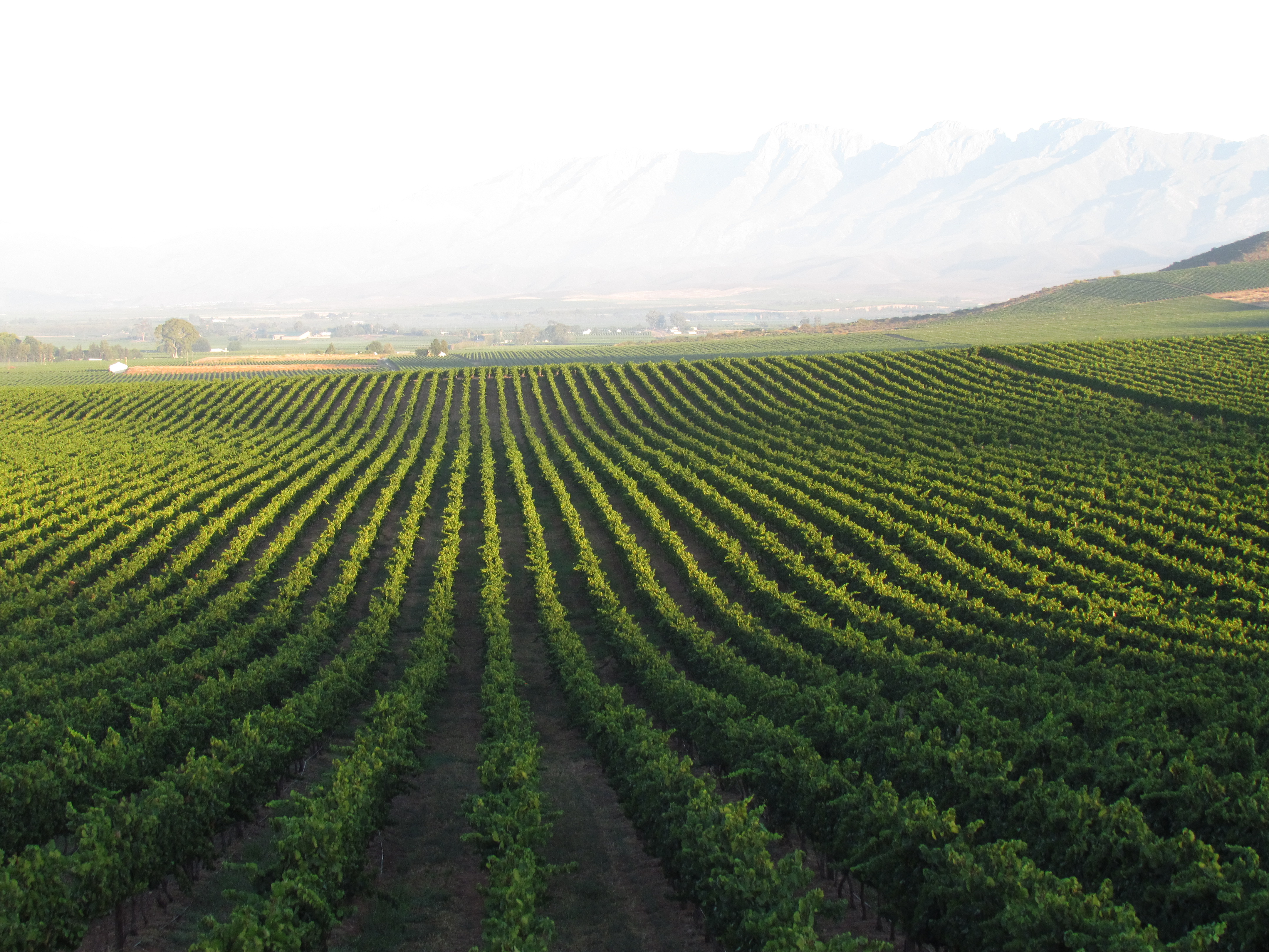 South Africa’s great fresh unwooded Chardonnay