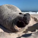 Rare elephant seal seen at Cape Point