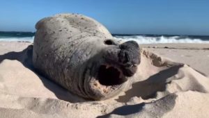 Rare elephant seal seen at Cape Point