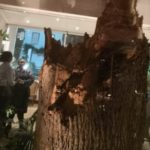 Tree blown over by storm during Helen Zille's birthday celebration