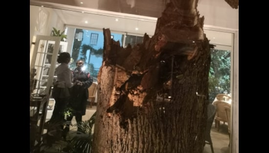 Tree blown over by storm during Helen Zille's birthday celebration