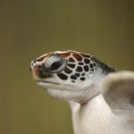 Beachgoers urged to be on lookout for washed up turtle hatchlings