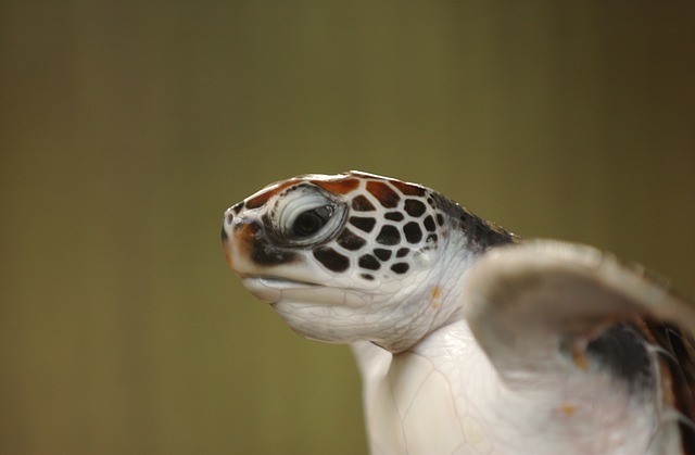 Beachgoers urged to be on lookout for washed up turtle hatchlings