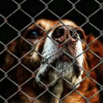 The state of Cape Town’s pet population has never been this grim and the need for your help has never been this urgent. Since the start of the New Year the number of unwanted animals admitted into care has skyrocketed by 200% and as more and more pet owners suffer financial ruin the number is very likely to increase.