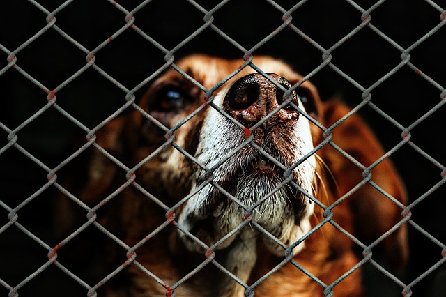 The state of Cape Town’s pet population has never been this grim and the need for your help has never been this urgent. Since the start of the New Year the number of unwanted animals admitted into care has skyrocketed by 200% and as more and more pet owners suffer financial ruin the number is very likely to increase.