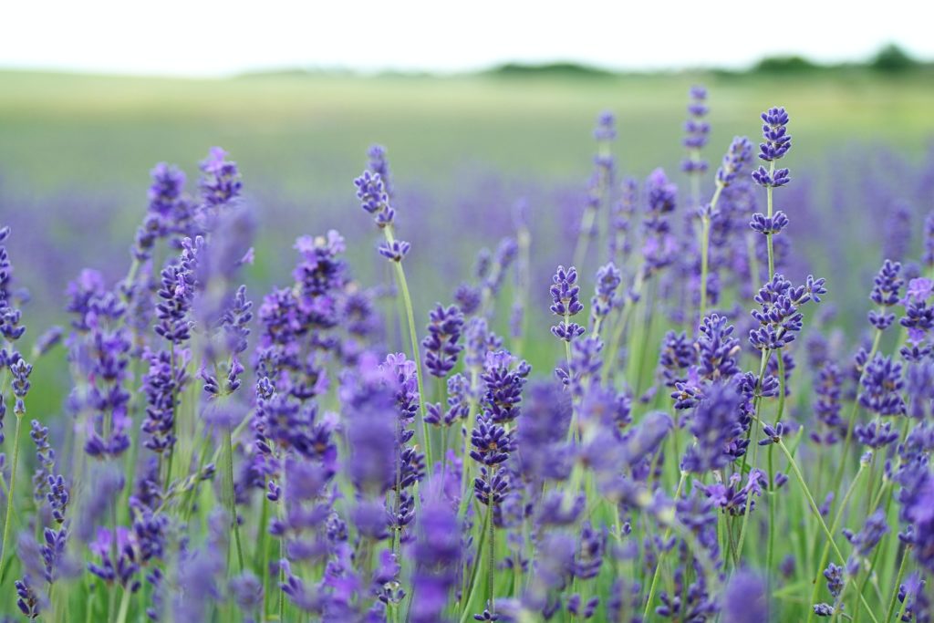 Lavender oil - natural, diverse purpose and smells good