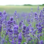 Lavender oil - natural, diverse purpose and smells good