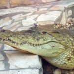 Crocs on the loose: Update on the escaped crocodiles