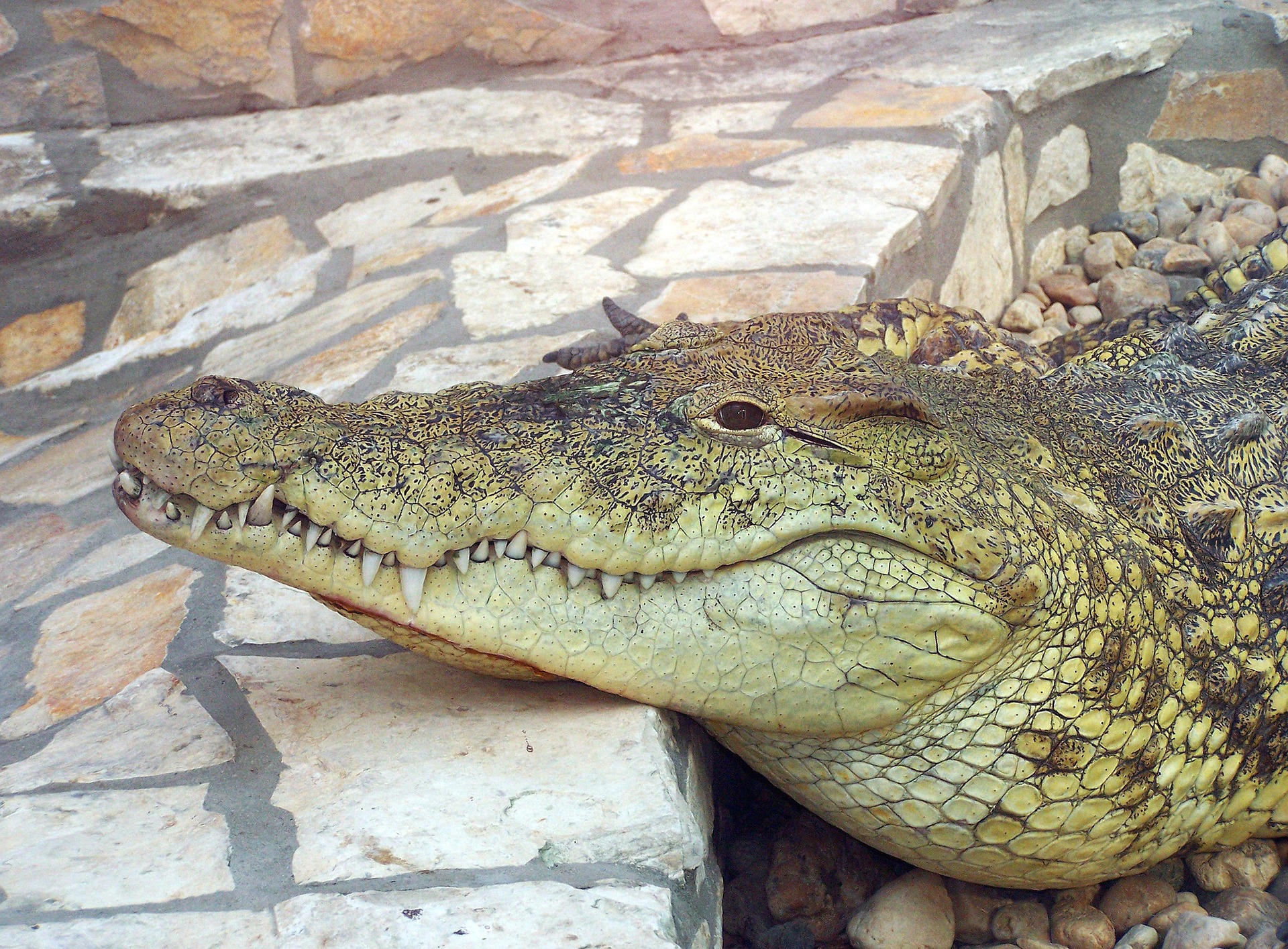 Crocs on the loose: Update on the escaped crocodiles