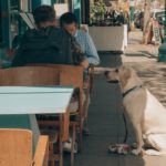 10 pet-friendly restaurants - pawfect!