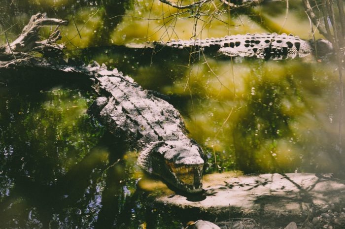 Avoid the Breede River, there are crocodiles on the loose...