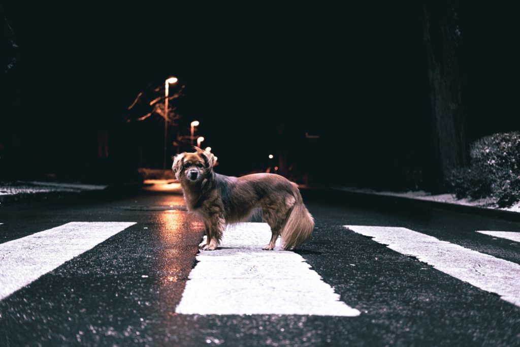 What to do if you see a stray animal in the road