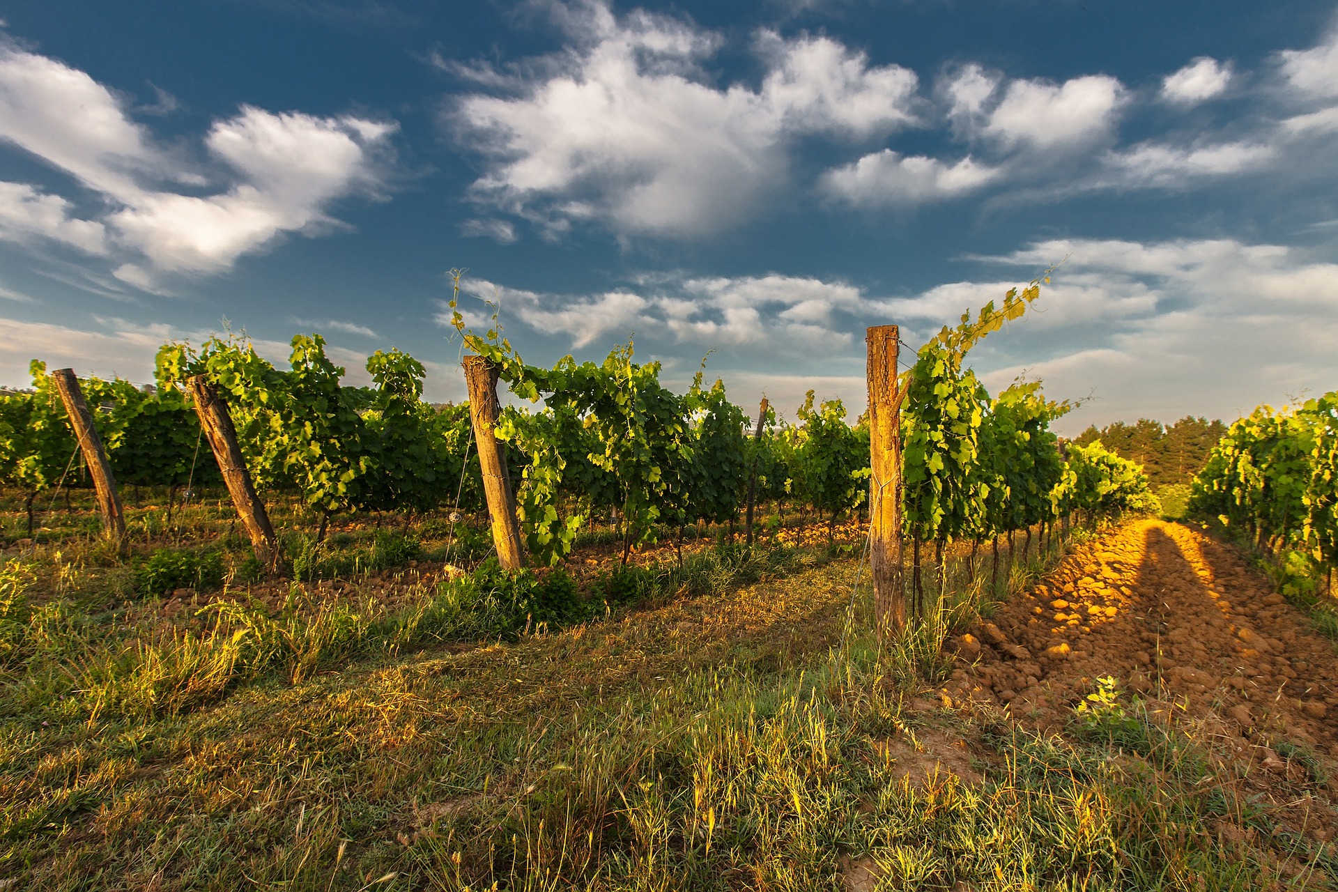 Wine industry suffers an estimated loss of more than R8 billion throughout lockdown