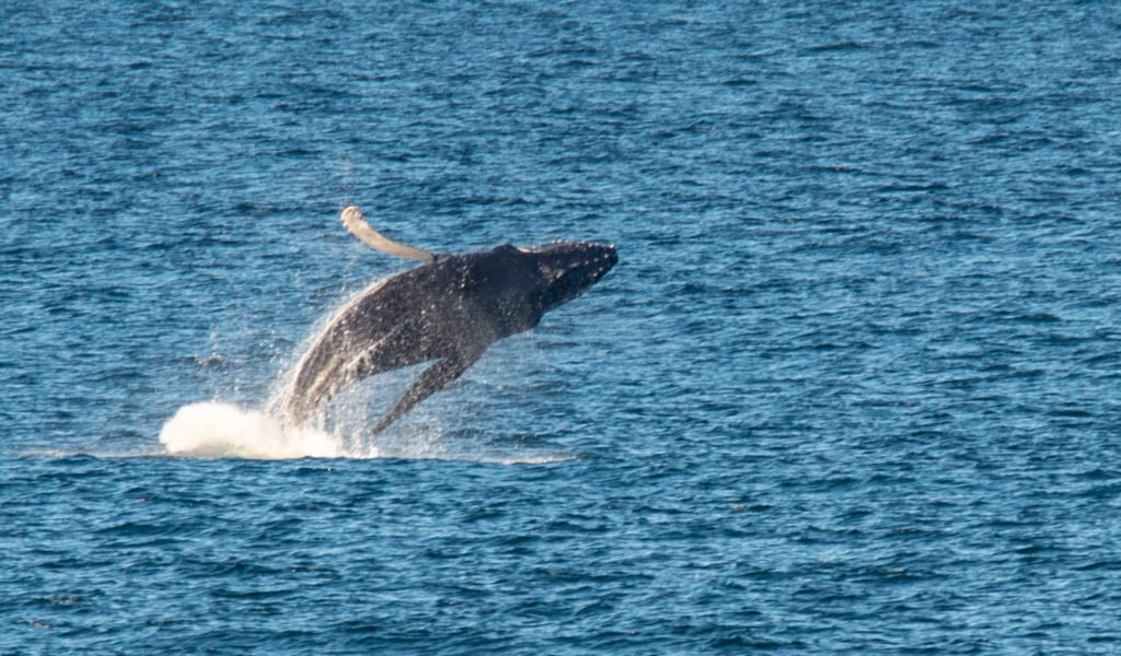 Humpback seen having a whale of a time in Cape's waters