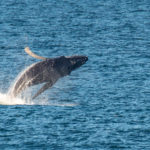 Humpback seen having a whale of a time in Cape's waters