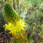 The perks of using the indigenous bulbinella plant