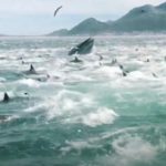 WATCH: dolphins and whale feeding at Fish Hoek