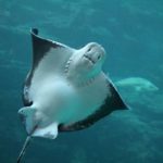 The Two Oceans Aquarium's eagle rays are pregnant!