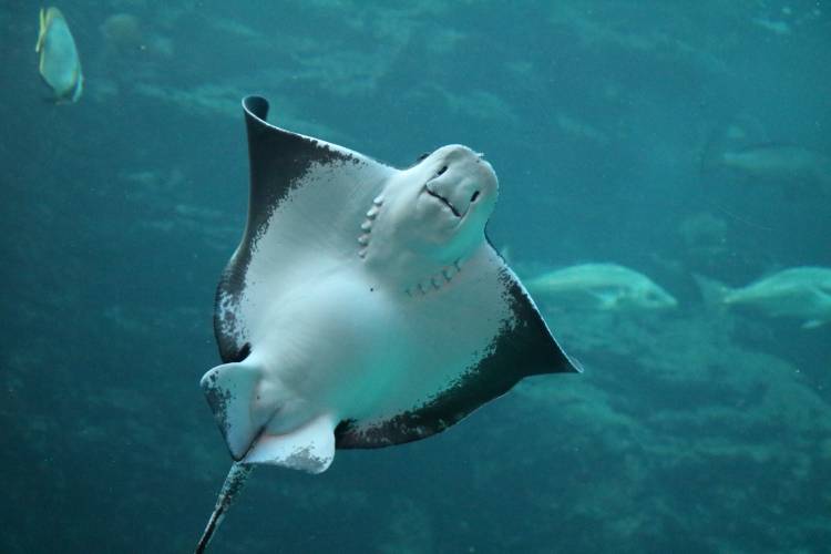 The Two Oceans Aquarium's eagle rays are pregnant!