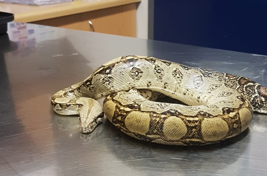 Remembering Noodle, a red tail boa constrictor