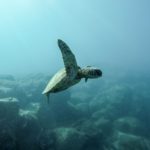 sea turtle, earth day