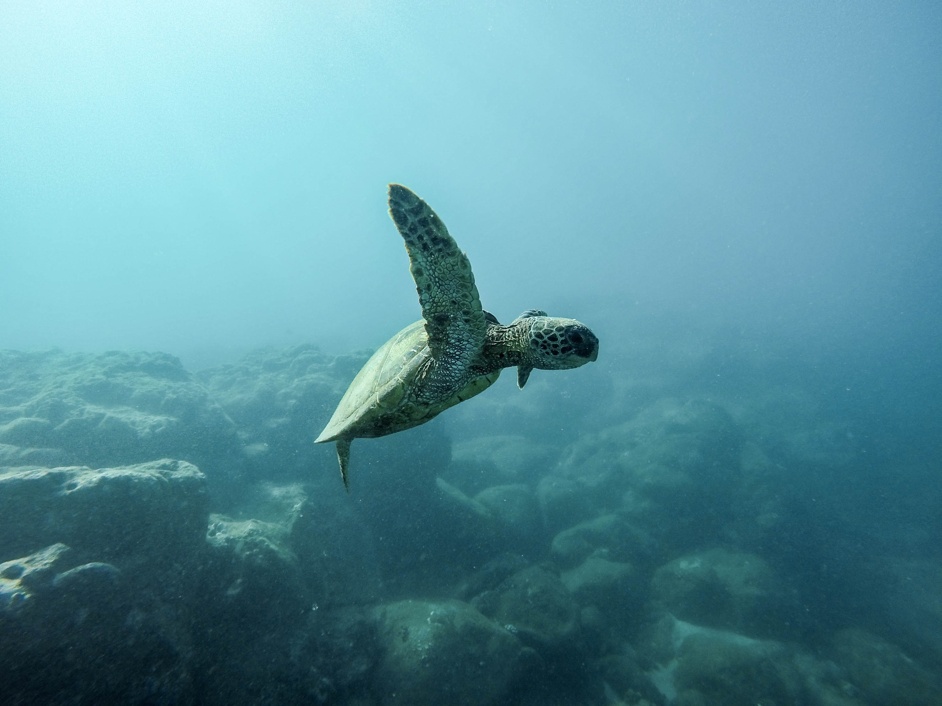 sea turtle, earth day