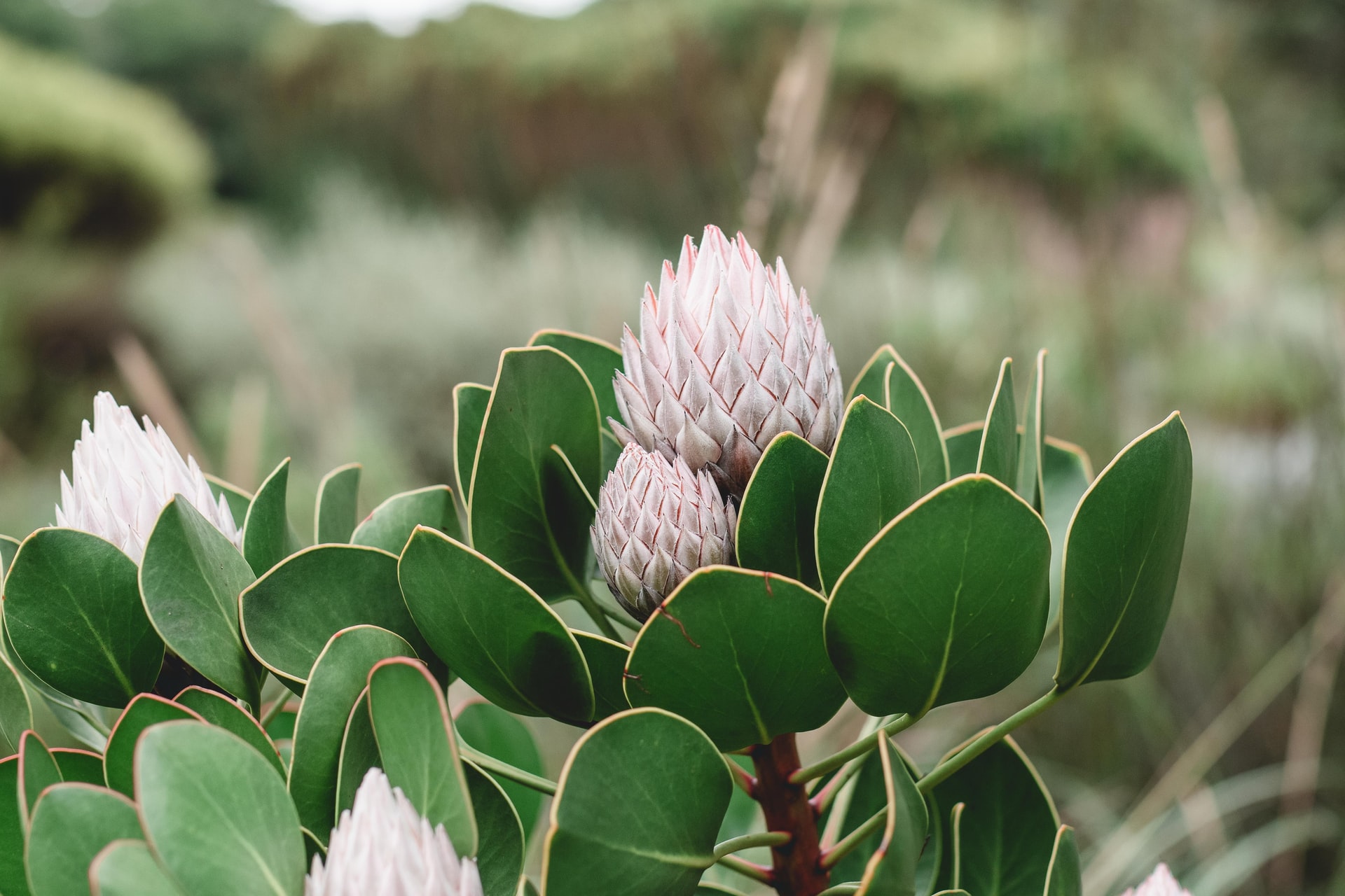 What happens to fynbos after a fire?